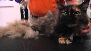 FURminator Cat deShedding Demo [upl. by Moyra]