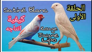 الحلقة 1 تربية و انتاج كناري الساتيني بطريقة صحيحة مع تقوية وتحسين الميلانين  Canari Satiné [upl. by Alilahk]