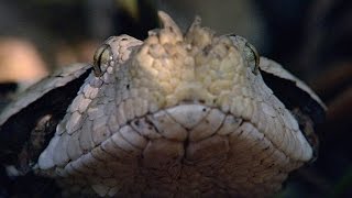 Incredible A Gaboon Viper Strikes a Bird in SloMo [upl. by Mcafee]