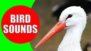 WATER BIRDS Sounds  Shore Birds Sea Birds Aquatic Birds and Waterfowls Identification Video [upl. by Tlevesor]