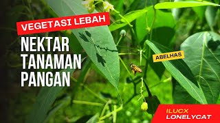 Vegetasi Lebah Apis Cerana amp Lebah Trigona [upl. by Aztinad]