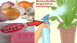 Como hacer insecticida casero para tus plantas [upl. by Aser238]