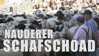 Schafschoad Nauders 2013 [upl. by Breed]