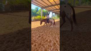 RINGOS BACK 😝😝😝 equestrian [upl. by Adekram]