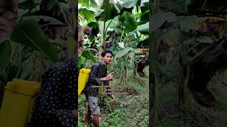 Insecticide and Fungicide combination Banana Farming kaushikvlogs shorts agriculture [upl. by Dosh]