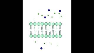 Simple diffusion animation [upl. by Sum152]