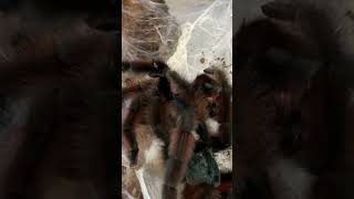 Antilles Pintoe Tarantula Caribena versicolor pairing [upl. by Tiertza560]