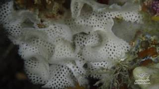 Critters of the Lembeh Strait  The Bryozoan Goby [upl. by Sobel865]