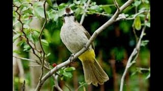 yellow vented Bulbul [upl. by Naibaf]