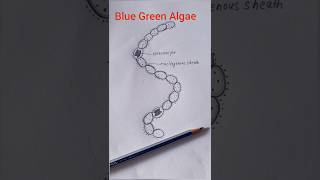 Blue Green Algae Nostoc Diagram shorts [upl. by Jephum554]