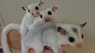 The Pet Glider A Family Portrait of Cute Mosaic Sugar Gliders [upl. by Willett]