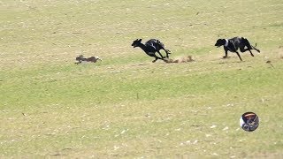 Galgos y liebres temporada 2017  Greyhounds vs Hares [upl. by Weldon]