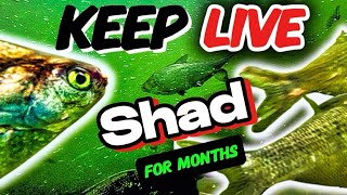 How to transport and keep shad alive longer Advise from catch to tank [upl. by Vihs]