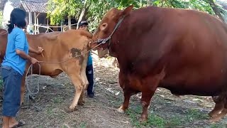 Oxen Yoke Ox Kobe WildLive Ettugaḷu Protection Penetra Meeting Cow antelop in Himalaya yak [upl. by Reiner]