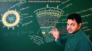 Dicot stem internal structure Anatomy of dicot stem for NEET [upl. by Yelbmik]