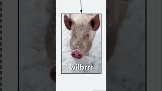 pigs are very good pups 🐷 piglet piggy petpig minipig pigfarmer farming cute pets animals [upl. by Einehpets]