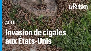 Des milliards de cigales envahissent les ÉtatsUnis la plus grosse invasion depuis 200 ans [upl. by Arrak]