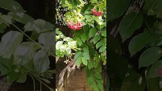 flowersCombretum indicum commonly known as the Rangoon creeper or Burma creeper nature flower [upl. by Acisse855]