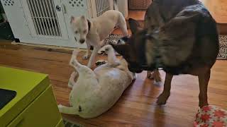 Adoptable foster dog Demi playing with Heidi [upl. by Lidda]