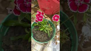 Dianthus flower planthouseplant flowers youtubeshorts [upl. by Alinna]