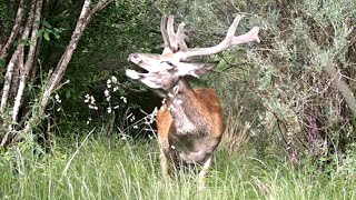 Imponente ciervo Cervus elaphus se alimenta de todo lo que le brinda el bosque 568569570 [upl. by Boniface]