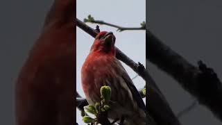 Calls of a House Finch Bird shorts [upl. by Akimas]