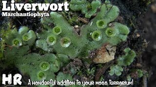 LIVERWORT  marchantiophyta  building a terrarium Add some liverwort and watch it grow [upl. by Sheelah]