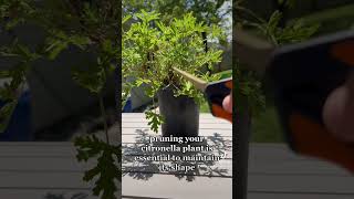 Citronella Plant Care Tips  Tropical Plants of Florida plants shorts plantcare citronellaplant [upl. by Arhez]