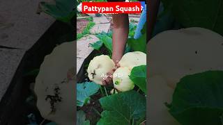 Pattypan Squash agriculture farming agro vegetable vegetables squash pattypan pattypansquash [upl. by Woodberry]