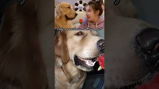 Only one smile can melt my heart 🧿🧿🧿reels vs real trending funny viral goldenretriever shorts [upl. by Aneertak]