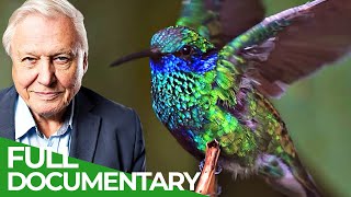 David Attenborough Presents Hummingbirds  Jewelled Messengers  Free Documentary Nature [upl. by Menzies656]