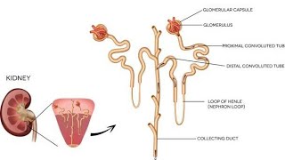 Fisiologia Renal La Nefrona [upl. by Ogaitnas]