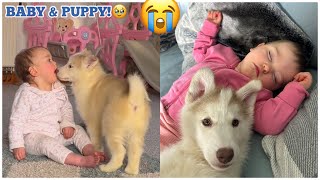 My Baby amp Husky Puppy Have Fell In Love😭💖 UNSEEN CLIPS [upl. by Oremor]