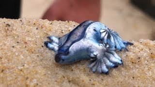 Glaucus atlanticus Blue Dragon  Cool creature found on beach in Gold coast Australia ORIGINAL [upl. by Fredi]