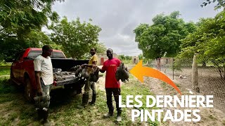 Vente de Pintades et Traitement des Poules Contre les Poux [upl. by Modnar]