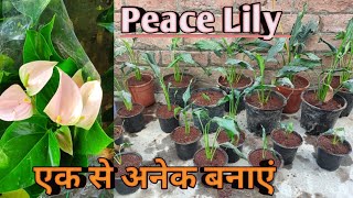 PEACE LILY PROPAGATION  PEACE LILY CARE [upl. by Ennahgiel]