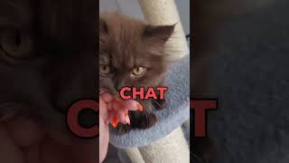 Comment s’appelle ton chat [upl. by Kegan]