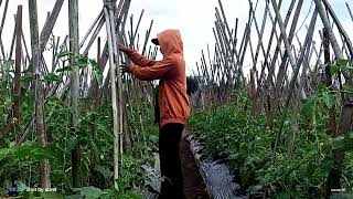 perose pemasangan tali beunang kain tumpang sari tomat timun [upl. by Iong]