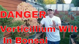 Verticillium Wilt in Bonsai [upl. by Stokes]