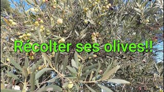 Comment obtenir de lhuile dolive  en récoltant ses olives [upl. by Aldon]