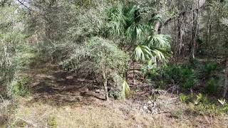 Central Florida public land WMA deer hunting Green Swamp [upl. by Ahsimot]