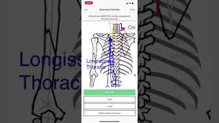 Longissimus Thoracis Insertion [upl. by Thera655]