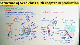 Structure of Seed class 10th chapter Reproduction [upl. by Kcerred]