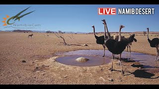 Namibia Live stream in the Namib Desert [upl. by Adelle]