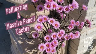 Pollinating A Massive Pencil Cactus [upl. by Sisson]