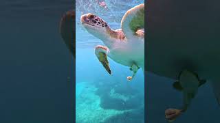 Green Turtle Swimming in the Sea turtle sea marinelife [upl. by Shelbi]