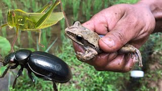 Amazing catch insects and animals   Hunt giant forg and red palm baetle [upl. by Crellen944]