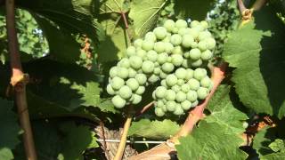 The Life Story of a Grape Cluster  Grape Video 5 [upl. by Oirrad123]