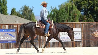 Riding Basics on my Off the Track Thoroughbred [upl. by Kciwdahc]