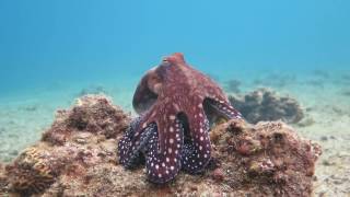 Octopus changes color and texture  Eilat [upl. by Hey]